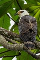 Rötliche Morphe  Mit der Bestimmung dieses seltenen Raubvogels haben wir uns sehr schwer getan. Läßt er sich als ausgewachsenes Tier noch relativ eindeutig identifizieren, durchläuft er in seiner Jugend drei verschiedene, farblich recht unterschiedlich ausgeprägte Phasen. Konfrontiert mit scheinbar widersprüchlichem Bildmaterial kristallisiert es sich dann langsam heraus, dass wir es hier mit der mittleren, der "rufous phase" zu tun haben. Puh!   Gray-headed Kite  (Leptodon cayanensis)  imm. Cayenneweihe : Gray-headed Kite,Leptodon cayanensis,Cayenneweihe