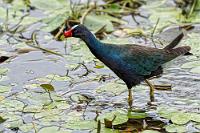 Rotschnabel  Hatte sich zu Beginn unserer Reise an der Karibikküste nur ein Jungtier in Kameranähe getraut, sind die sonst sehr scheuen Teichrallenverwandten hier ausgesprochen zutraulich. Überall an der Lagune tapern sie auf langen Beinen durch die Wasservegetation und suchen nach Samen, Beeren, kleinen Wirbellosen und Amphibien.   Purple Gallinule  (Porphyrio martinicus)  Zwergsultanshuhn : Purple Gallinule,Porphyrio martinicus,Zwergsultanshuhn
