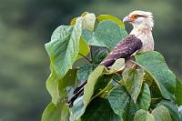 Rückblick  Wir konnten ja nicht wissen, dass wir dem Gelbkopfkarakara später noch viel häufiger begegnen würden. Hier sitzt er aber schon mal sehr schön!   Yellow-headed Caracara  (Milvago chimachima)  Gelbkopfkarakara : Yellow-headed Caracara,Milvago chimachima,Gelbkopfkarakara