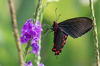 Saugstark  Der lediglich mit einer Reihe roter Halbmonde auf den Hinterflügeln ausgestattete Cattleheart hat sein Hauptvorkommen im nördlichen Mittelamerika und ist in Costa Rica ein nur seltener Gast.   Montezuma's Cattleheart  (Parides montezuma)  an Porterweed  (Stachytarpheta jamaicensis) : Montezuma's Cattleheart,Parides montezuma