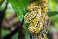 Schläfrig  Die Lanzenotter hatte sich derweil immer noch nicht bewegt, so dass wir uns trauten, ihr mit der Optik etwas näher auf den Leib zu rücken. Auch wenn ein Biß nicht zwangsläufig tödlich verläuft, haben auch teilamputierte Gliedmaßen etwas Abschreckendes.   Central American Eyelash-Pitviper  (Bothriechis nigroadspersus)  Zentralamerikanische Lanzenotter : Eyelash Viper,Bothriechis schlegeli,Greifschwanz-Lanzenotter