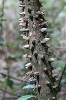 Schwer bewaffnet  In den feuchten Schwemmgebieten der angrenzenden Reserva Biológica Nosara, wachsen neben den mächtigen Red Mangroves auch solche wehrhaften, mittelgroßen Bäume aus der  Rutaceaen  Familie. Erforscht wird die zytotoxische Wirkung von Rindenextrakten des Baumes auf Brustkrebszellen.    Zanthoxylum setulosum : Zanthoxylum setulosum