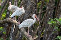 Siesta  So ganz ausgewachsen sind die in großen Kolonien brütenden Schneesichler noch nicht, ist ihr normalerweise schneeweißes Gefieder doch noch mit den braunen Sprenkeln der Jugend durchsetzt.   White Ibis  (Eudocimus albus)  Schneesichler : White Ibis,Eudocimus albus,Schneesichler