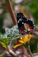 Sonnenflecken  Im warmen pazifischen Tiefland flattern uns auch wieder Falter über den Weg, die in den kühlen Bergen erheblich seltener waren.   Bordered Patch or Sunflower Patch  (Chlosyne lacinia [ssp. C. l. lacinia ?]) : Bordered Patch or Sunflower Patch,Chlosyne lacinia