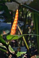 Spät dran  Eng verwandt mit dem bereits gezeigten  costus scaber  blüht dieser Zieringwer normalerweise in der Regenzeit zwischen Mai und August. Wir waren, wie erwähnt erst November vor Ort. Vielleicht haben sich die in Kreisen angeordneten, rötlichen Blütenhüllblätter auch bereits wieder geschlossen (oder noch nicht geöffnet)? Die offenen Blüten werden ausschließlich vom Langschwanz-Schattenkolibri, dem vor wenigen Bildern präsentierten Hermit bestäubt.   Costus, Spiral Ginger  (Costus pulverulentus)  Zieringwer : Costus,Spiral Ginger,Costus pulverulentus,Zieringwer