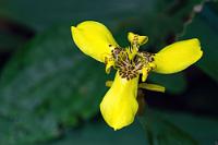 Spargelartig  Wenn auch die Zugehörigkeit zur Ordnung der  Asparagales , den Spargelartigen nicht unbedingt offensichtlich ist, überzeugt die untergeordnete Familienzugehörigkeit zu den  	 Iridaceae  schon eher. Und obwohl in El Salvador, Honduras, Nicaragua etc. als heimisch geltend, sehen einige sie in Costa Rica als invasiv an. Nun, als 'wandernde' Iris...   Yellow Walking Iris  (Trimezia steyermarkii)  Gelbe Wanderiris : Yellow Walking Iris,Trimezia steyermarkii,Gelbe Wanderiris