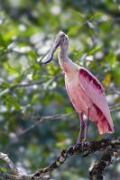 Standbein  Offensichtlich haben nicht nur die links- und rechtshangigen Hanghühner ein Hangbein und ein Standbein. Fast alle von uns beobachteten Rosalöffler hatten ein bevorzugtes 'Einbein', welches deutlich stärker entwickelt war, als das meist eingezogene.   Roseate Spoonbill  (Platalea ajaja, Syn.: Ajaia ajaja)  Rosalöffler : Roseate Spoonbill,Platalea ajaja,Ajaia ajaja,Rosalöffler