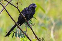 Standorttreu  Da ich für den Paraplane Tandemflug im Gegensatz zu Maren wohl ein bißchen zu schwer war, plane ich stattdessen, noch einmal mit Guido Scheidt in die Luft zu gehen. Logisch, dass man sich dazu in altbekannten Gefilden einquartiert, wo man auf der benachbarten Wiese wie damals wieder von Anis begrüßt wird.    Groove-billed Ani  (Crotophaga sulcirostris)  Riefenschnabelani : Groove-billed Ani,Crotophaga sulcirostris,Riefenschnabelani