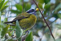 Umbenannt  Allmählich kommt dann aber doch die Sonne raus und in den umliegenden Büschen suchen sich die kleineren Flieger ihr Frühstück zusammen. Dabei ist auch diese kleine Ammer, ein in den feuchten Hochwäldern Costa Ricas und Panamas endemischer Resident, den wir 2008 auf dem Kraterrand des Turrialba noch als Tangare kennengelernt haben. Inzwischen weiß man mehr und ordnet ihn nicht mehr der Familie  Thraupidae  zu, sondern der  Arremonops -Sippe.   Sooty-capped Chlorospingus (old: Sooty-capped Bush Tanager)  (Chlorospingus pileatus)  Weißbrauen-Grünammer, Weißbrauen-Buschtangare : Sooty-capped Chlorospingus,Sooty-capped Bush Tanager,Chlorospingus pileatus,Weißbrauen-Grünammer Weißbrauen-Buschtangare