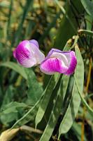 Unbefriedigend  Leider hat es der Fotograf (Schande über ihn!) nicht geschafft, zwecks genauer Identifikation auch die Blätter dieser am Strand wachsenden Hülsenfrucht abzulichten. Und so sprechen zwar die Früchte, sowie die Farbe der Blüten für  Canavalia rosea , die Form der Blüten hingegen nicht so richtig. Sehr unbefriedigend...    Canavalia rosea  (?)