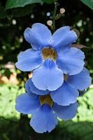 Urahn von Greta?  Möglicherweise war's ein Vorfahr derer von Thunberg, welcher hier als Taxonom wirkte?!   Bengal Clockvine, Blue Thunbergia  (Thunbergia grandiflora)  Großblütige Thunbergia : Bengal Clockvine,Blue Thunbergia,Thunbergia grandiflora,Großblütige Thunbergia