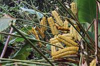 Verhau  Als hätte eine kleine Bombe in die Plantage eingeschlagen, präsentieren sich die normalerweise nahezu senkrecht nach oben weisenden, doppelreihigen Blütenstände etwas ungeordnet. Warum die zu den  Marantaceae  (Pfeilwurzgewächsen) zählenden Pflanzen nach dem tönenden Ende der Klapperschlange benannt sind, ist aber immer noch nachvollziehbar.   Rattlesnake Plant  (Calathea crotalifera)  Klapperkraut : Rattlesnake Plant,Calathea crotalifera,Klapperkraut