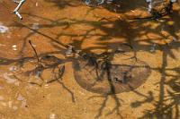 Versuch einer Tarnung  Als hätte ihn die optische Ähnlichkeit des herabgefallenen Blattes animiert, sich daneben zu legen, genießt dieser nahezu kreisrunde Süßwasserrochen wohl nur das von der Sonne aufgeheizte, flache Uferwasser der Lagune.   Chupare Stingray  (Styracura schmardae)  Familie: Süßwasserstechrochen : Chupare stingray,Styracura schmardae,Süßwasserstechrochen