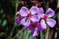 Vulkanophil  Wie der Name schon nahelegt, kann das zu den Schwarzmundgewächsen  (Melastomataceae)  gehörende Vulkanröschen bevorzugt in der Cordillera Central in unmittelbarer Nähe der Vulkane Poás, Irazú und Turrialba angetroffen werden.      (Monochaetum vulcanicum)  Vulkanröschen : Monochaetum vulcanicum*Vulkanröschen