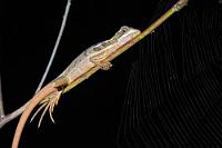 Wasserläufer  Schlafend auf einem überhängenden Ast direkt an der Lagune befindet sich der junge Streifenbasilisk in seinem Element. Seine Zehen sind noch mit oberflächenvergrößernden Schuppensäumen ausgestattet, die ihm das kurzzeitige Flüchten vor Feinden über die Wasseroberfläche ermöglichen – eine Fähigkeit, die die älteren Streifenbasilisken im Gegensatz zu anderen Basiliskenarten mit zunehmendem Alter verlieren.   Brown Basilisk  (Basiliscus vittatus)  juv. male Streifenbasilisk : Brown Basilisk,Basiliscus vittatus,Streifenbasilisk