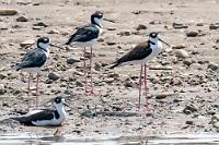Watvogel  Einige Taxonomen betrachten den Amerikanischen Stelzenläufer nicht als eigenständige Art, sondern 'nur' als Unterart des eurasischen Stelzenläufers  Himantopus himantopus , der sich allerdings merklich mit der helleren Hals- und Kopfgefiederfärbung von dem Black-necked Stilt unterscheidet. Wie auch immer – die Lebensräume sind ähnlich und auch Fress-, sowie Brutverhalten sind identisch.   Black-necked Stilt  (Himantopus mexicanus)  Amerikanischer Stelzenläufer : Black-necked Stilt,Himantopus mexicanus,Amerikanischer Stelzenläufer