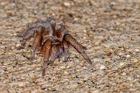 Wegspinne  Dass dies eine Vogelspinne ist, ist unstreitig. Entgegen meiner früheren Vermutung, es handele sich um eine  Sphaerobothria hoffmanni , hat mich iNaturalist nachvollziehbar von  Stichoplastoris elusinus  überzeugt.    Stichoplastoris elusinus : Sphaerobothria hoffmanni