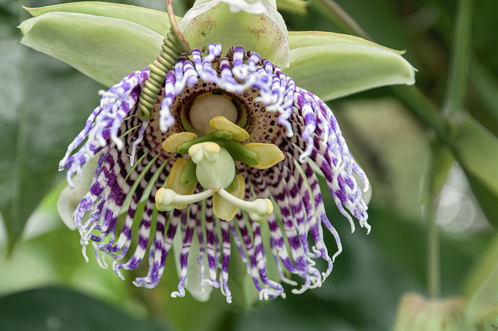 Vielversprechende Blüte