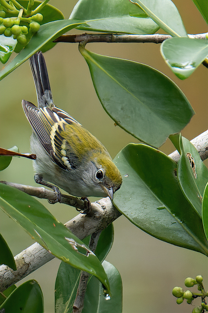 Was futtern die denn da?