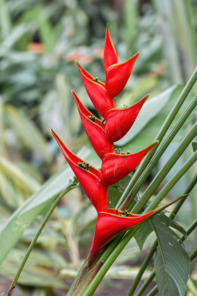 Westindischer Import