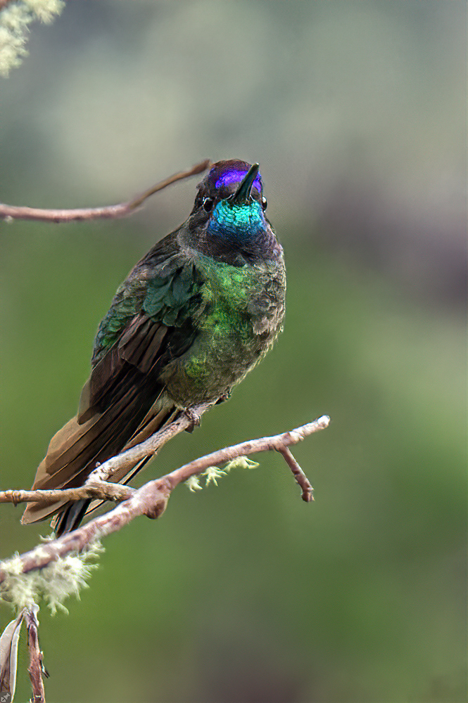 Wie der Name schon sagt