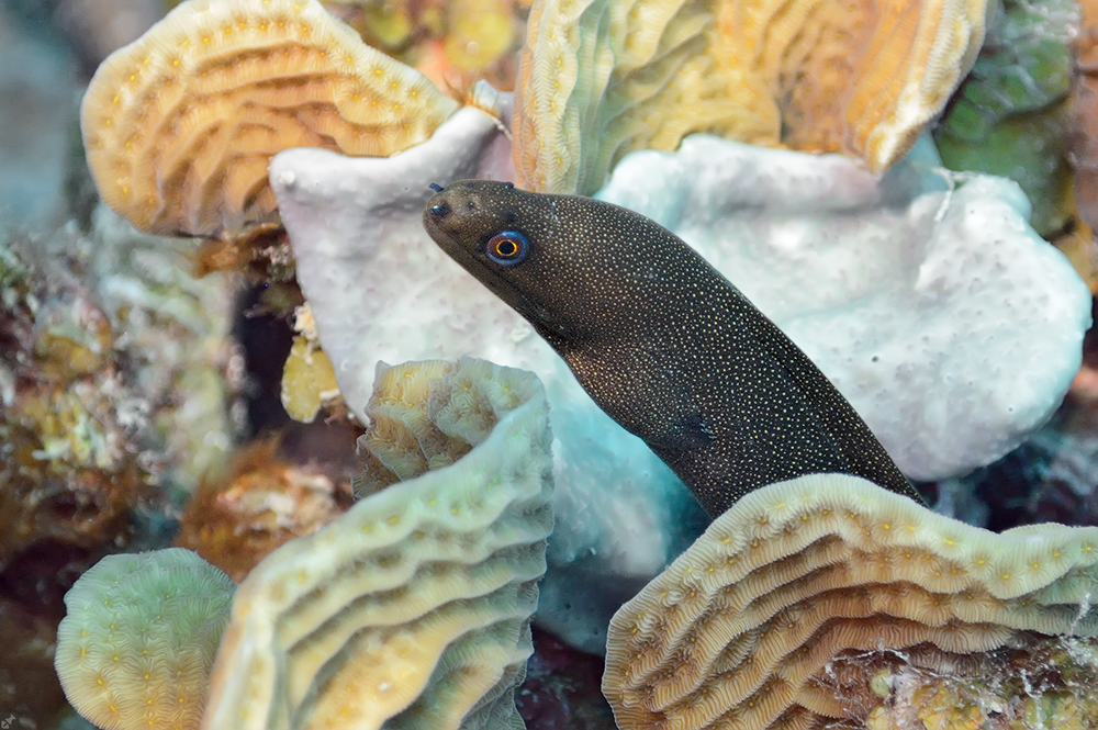 Am gelben Augenring...