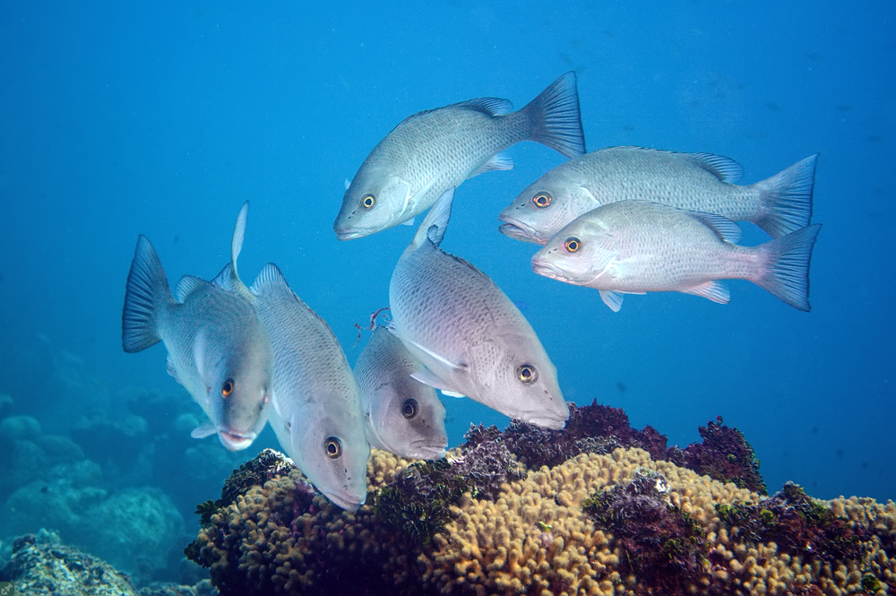 Beliebter Speisefisch