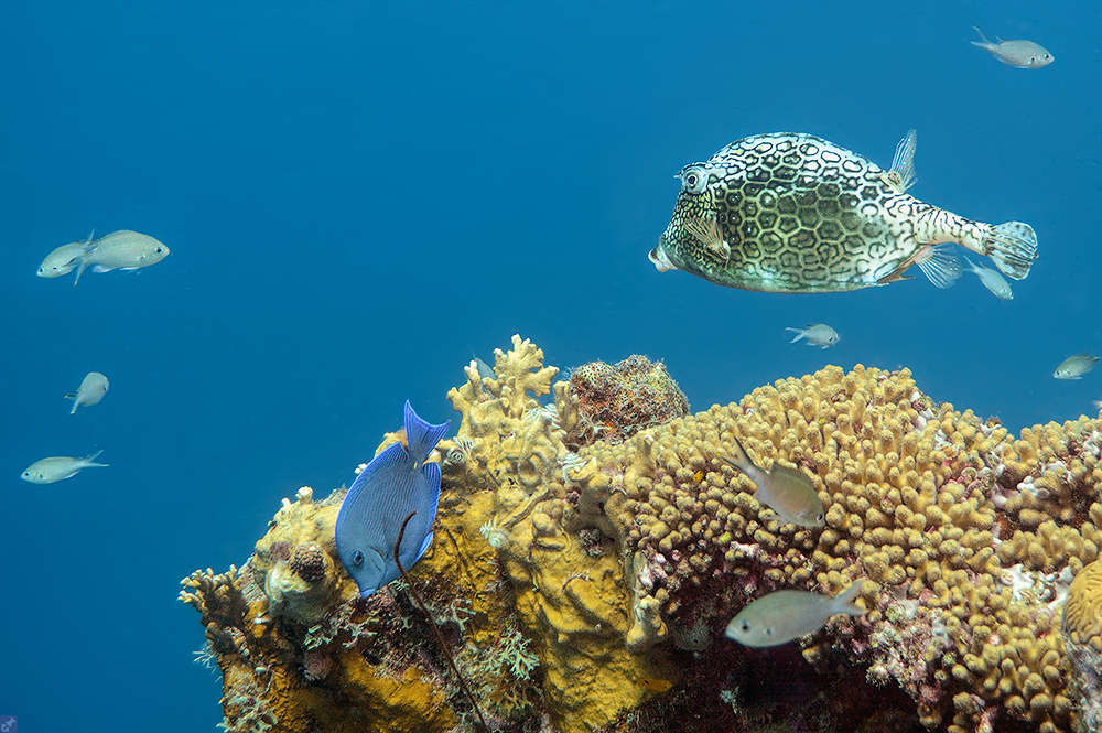 Bunte Riffgemeinschaft