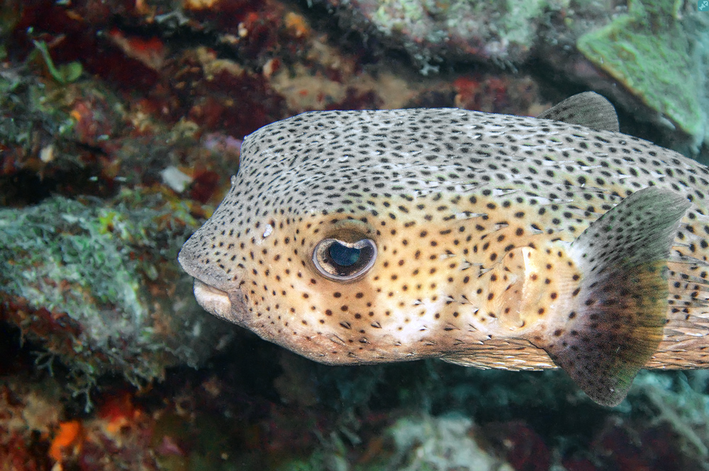 Das weiß er wahrscheinlich gar nicht!