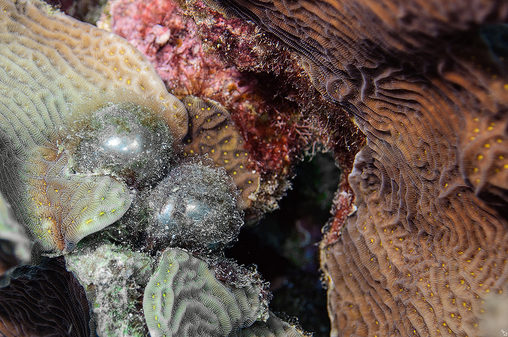 Der zweiäugige Seemann