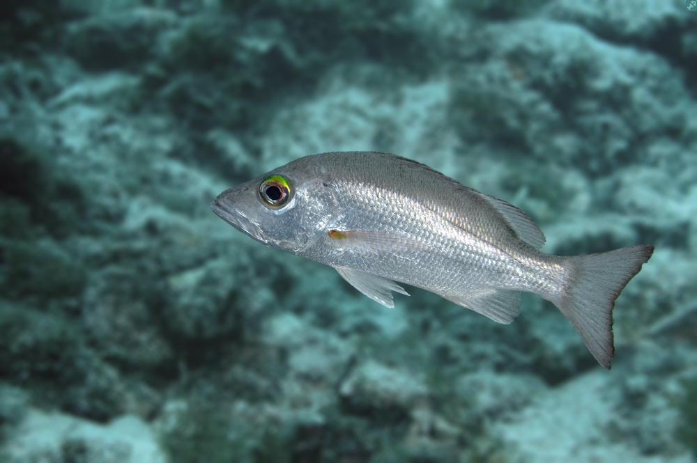 Ein Musterbeispiel,...