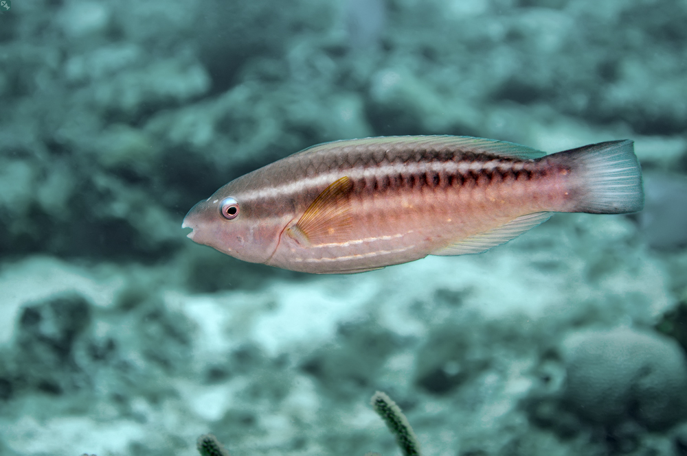 Eine kapriziöse Prinzessin