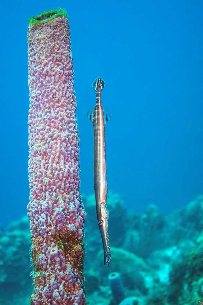 Er versucht's immer wieder