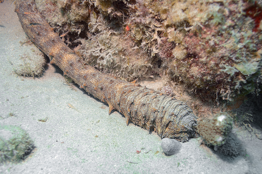 Erst auf den zweiten Blick...