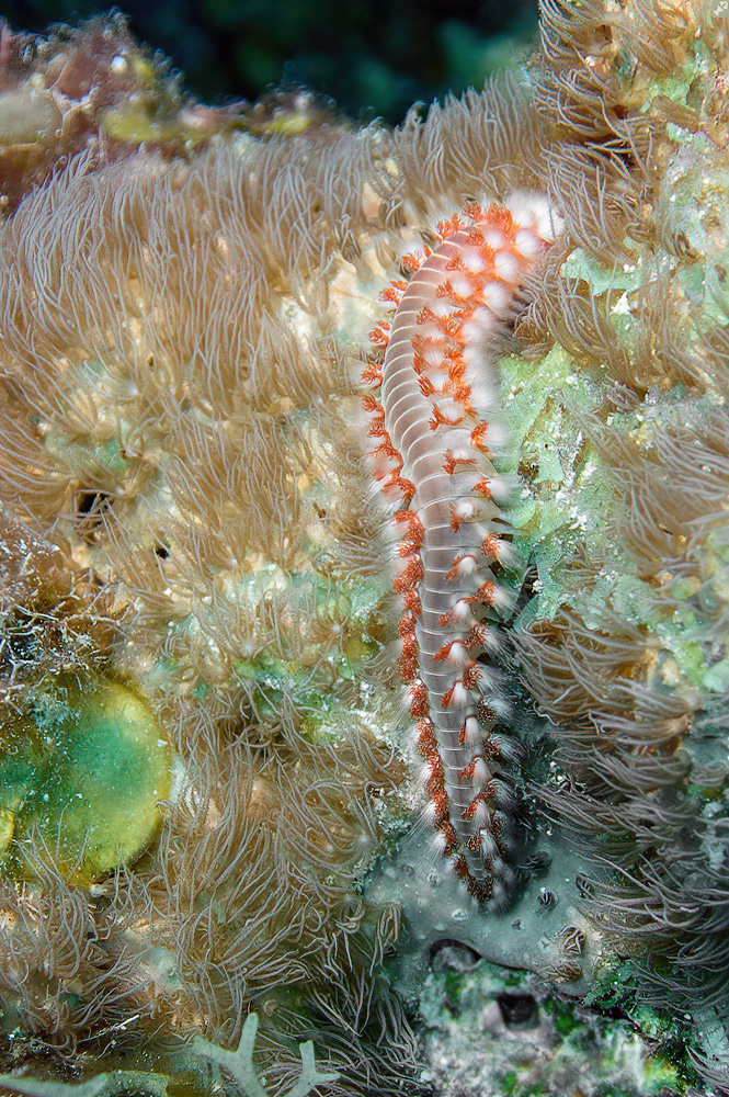 Gab's hier auch schon,...