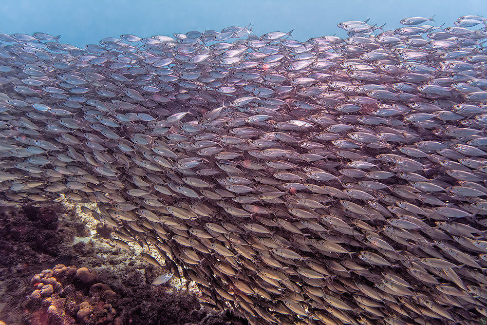 Gefährliches Pflaster...