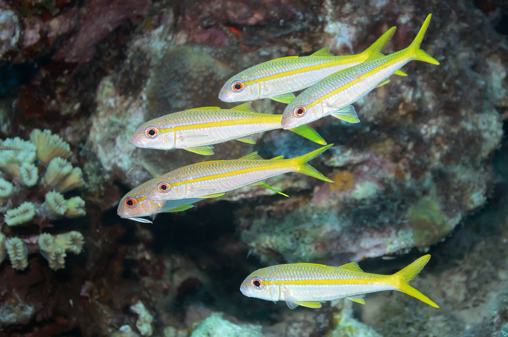 Gelbe Meerbarbe