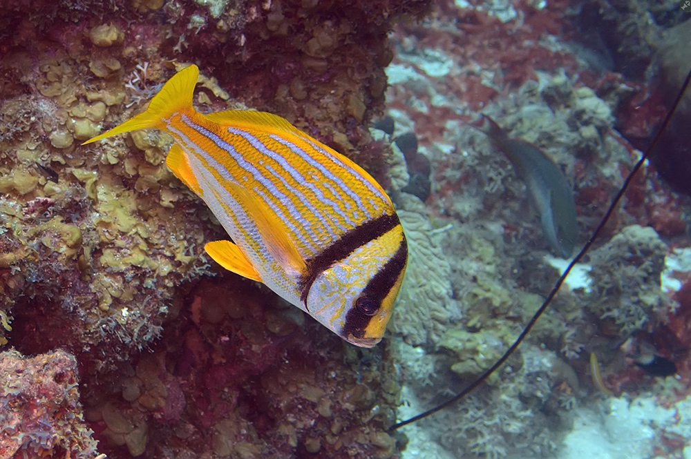 Hat aber keine Borsten