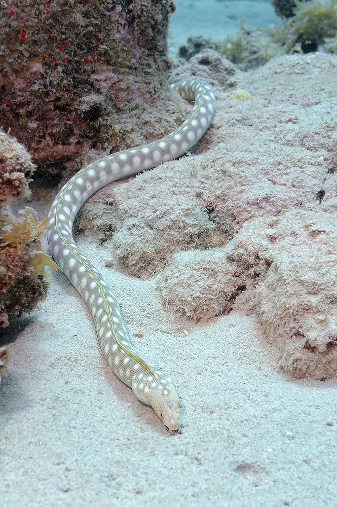 Hatte Wichtigeres zu tun...