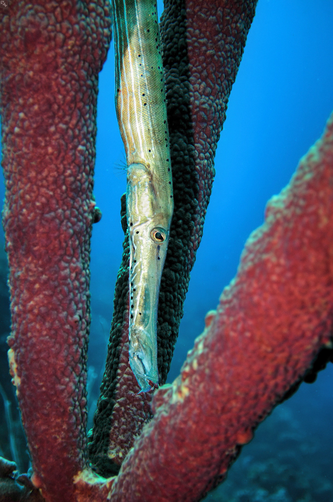 Ich bin ein Röhrenschwamm