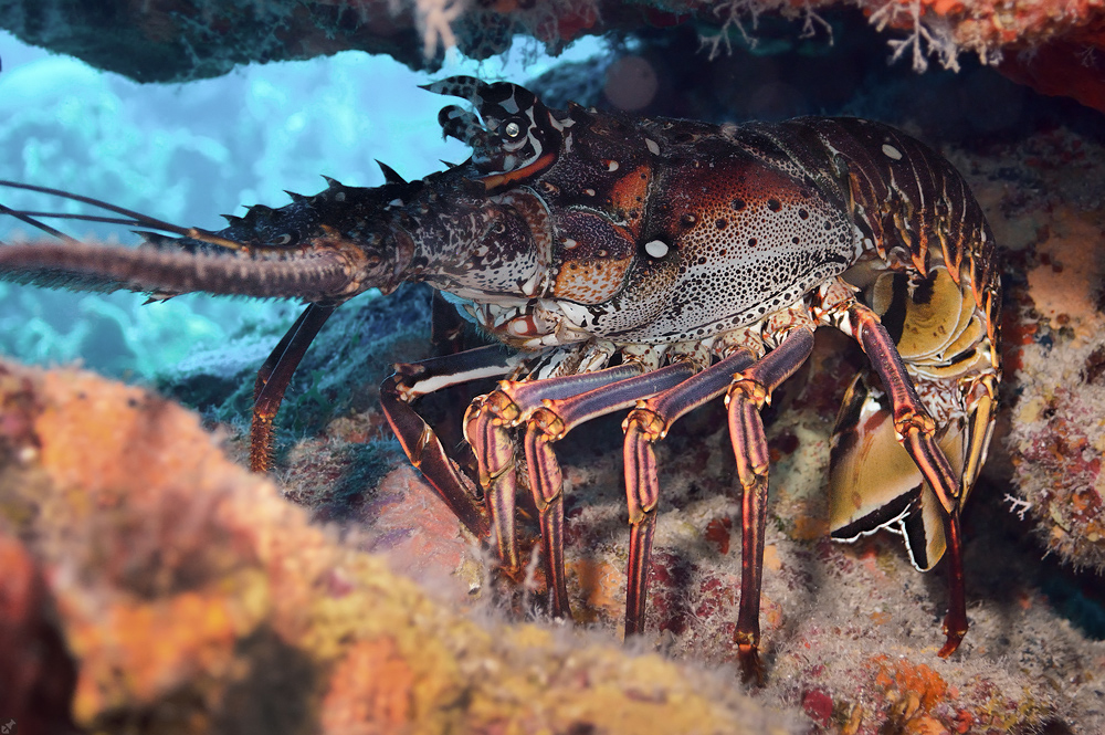 Ihr Hinterleib ist Lebensmittel,...