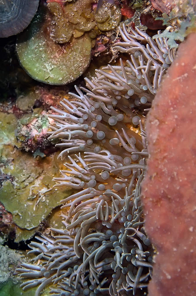 Komplizierte Tischmanieren