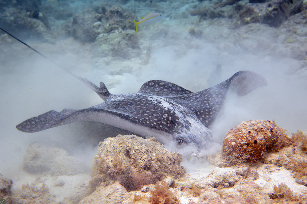 Mächtig viel Staub...