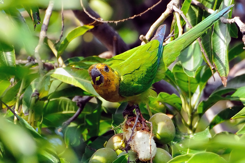Man hört sie nur...