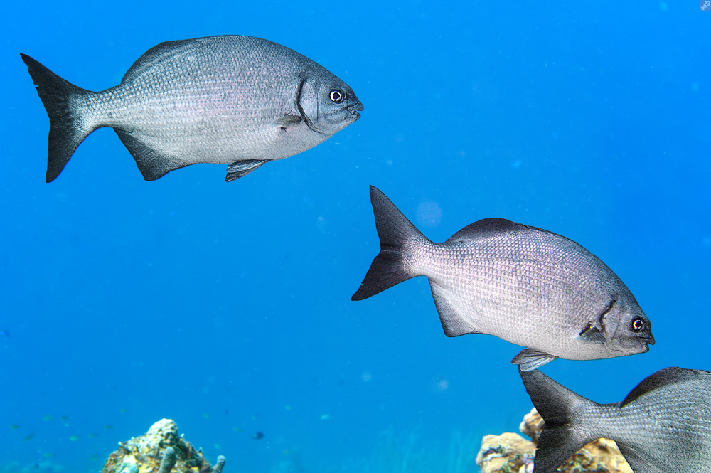 Nicht näher bestimmbar