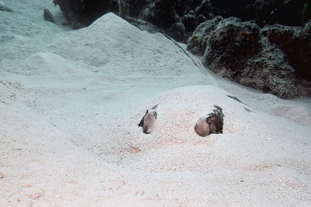 ...nur die Augen schauen raus!