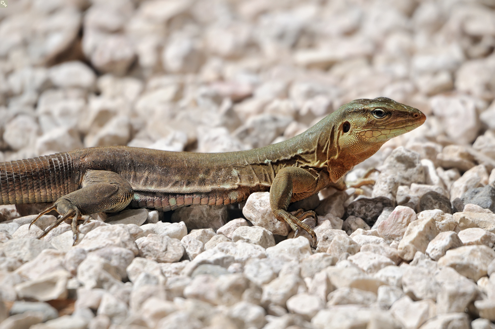 Racerunner female