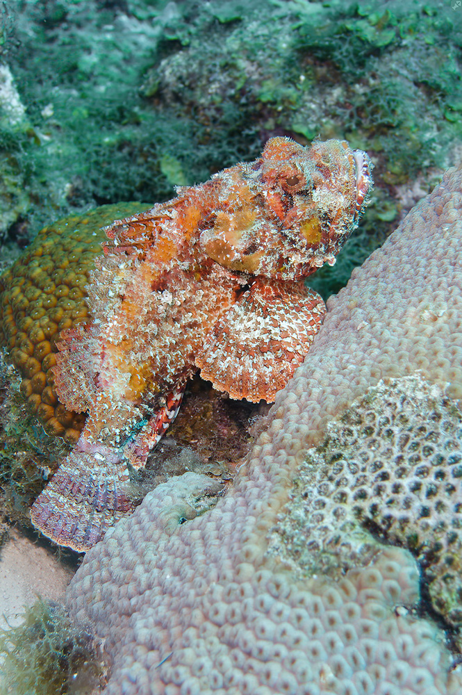 Regungslos aufgestützt...