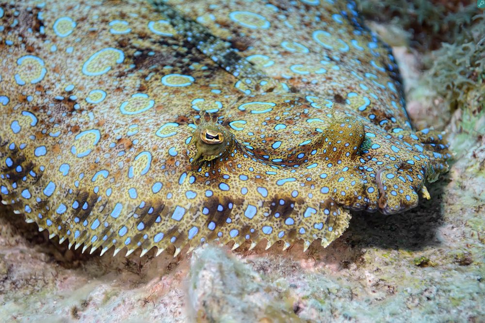 Schielen auf hohem Niveau