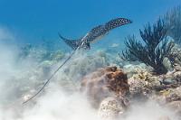 Abflug  Der Adlerrochen lebt meist bodennah in flachen Küstengewässern, kann aber auch größere Ozeanstrecken überwinden, weshalb er in verschiedenen Unterarten weltweit in allen tropischen Meeren zu Hause ist. Trotzdem scheint sein Auftauchen an den Küsten Curaçaos nur periodisch stattzufinden, denn unsere ganzjährig tauchenden Gastgeber hatten bisher nur seltene Begegnungen.  Dieses Foto dokumentiert sogar unsere vierte Sichtung dieses beeindruckenden Rochens im November 2019 im Flachwasser der Daaibooi Baai!   Spotted Eagle Ray  (Aetobatus narinari)   Gepunkteter od. Gefleckter Adlerrochen : Spotted Eagle Ray, Aetobatus narinari, Gepunkteter Adlerrochen, Gefleckter Adlerrochen